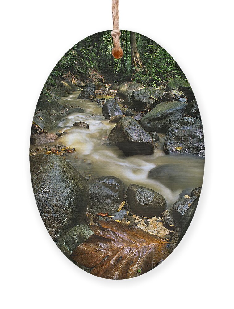 Caribbean Ornament featuring the photograph Edmond Forest Reserve on Saint Lucia by Dave Welling