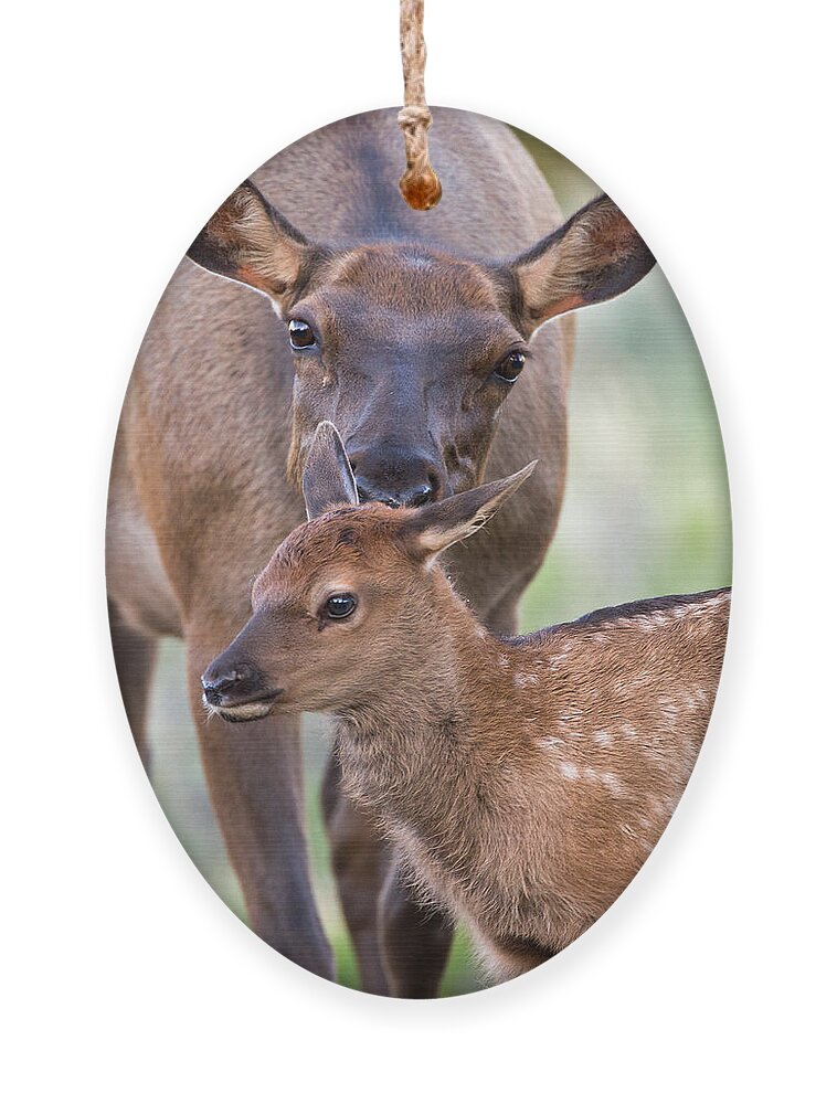 Elk Ornament featuring the photograph Elk and Baby by Max Waugh