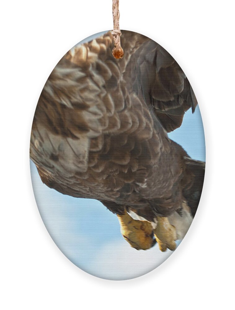 Heiko Ornament featuring the photograph European Flying Sea Eagle 2 by Heiko Koehrer-Wagner
