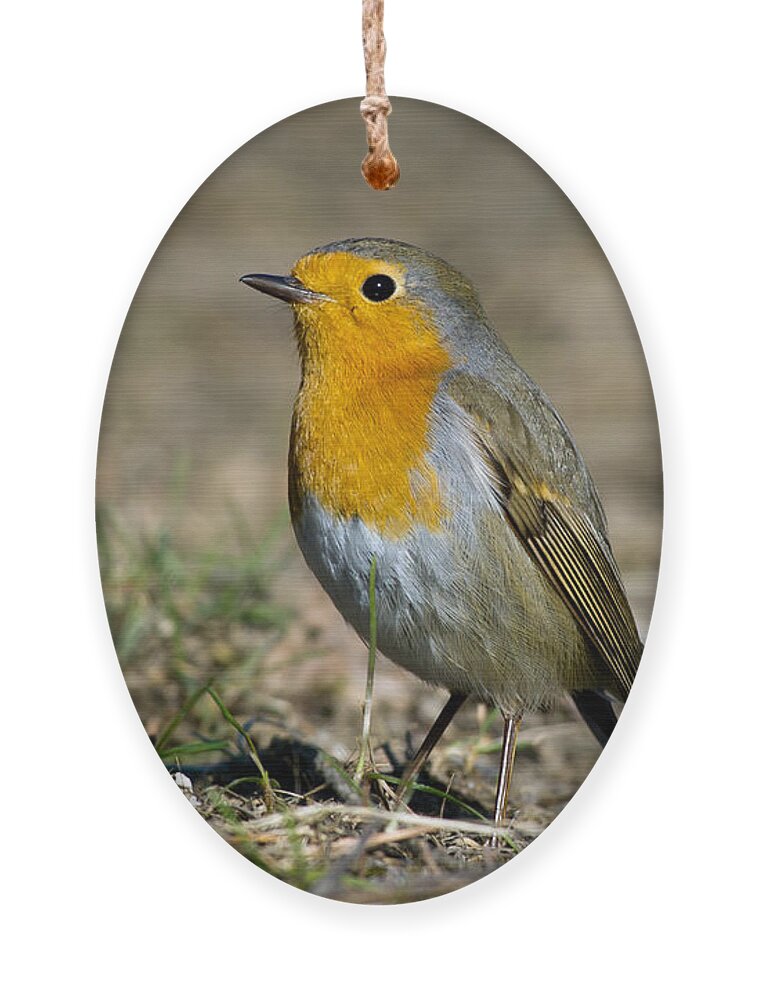European Robin Ornament featuring the photograph European Robin by Torbjorn Swenelius