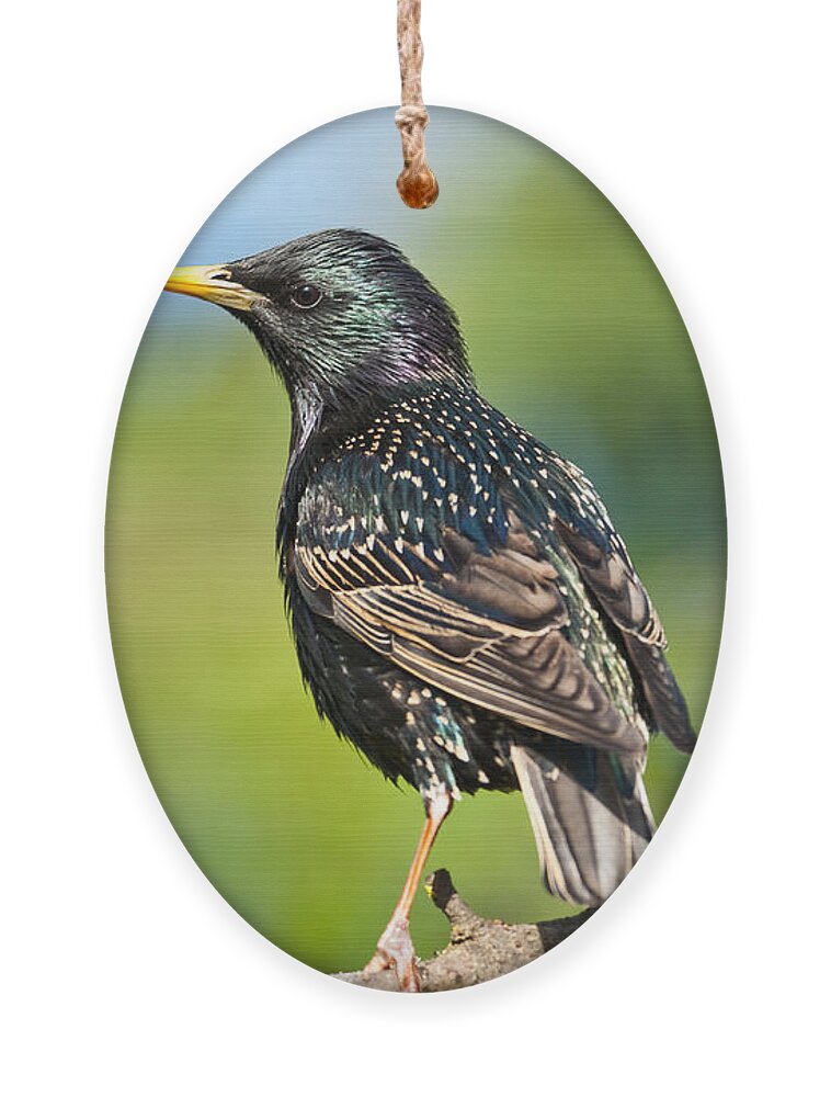 Animal Ornament featuring the photograph European Starling in a Tree by Jeff Goulden