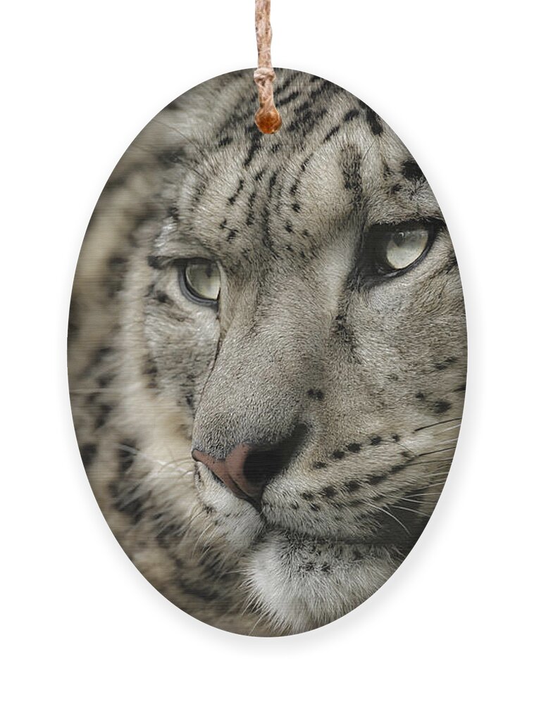 Snow Leopard Ornament featuring the photograph Eyes of a Snow Leopard by Chris Boulton