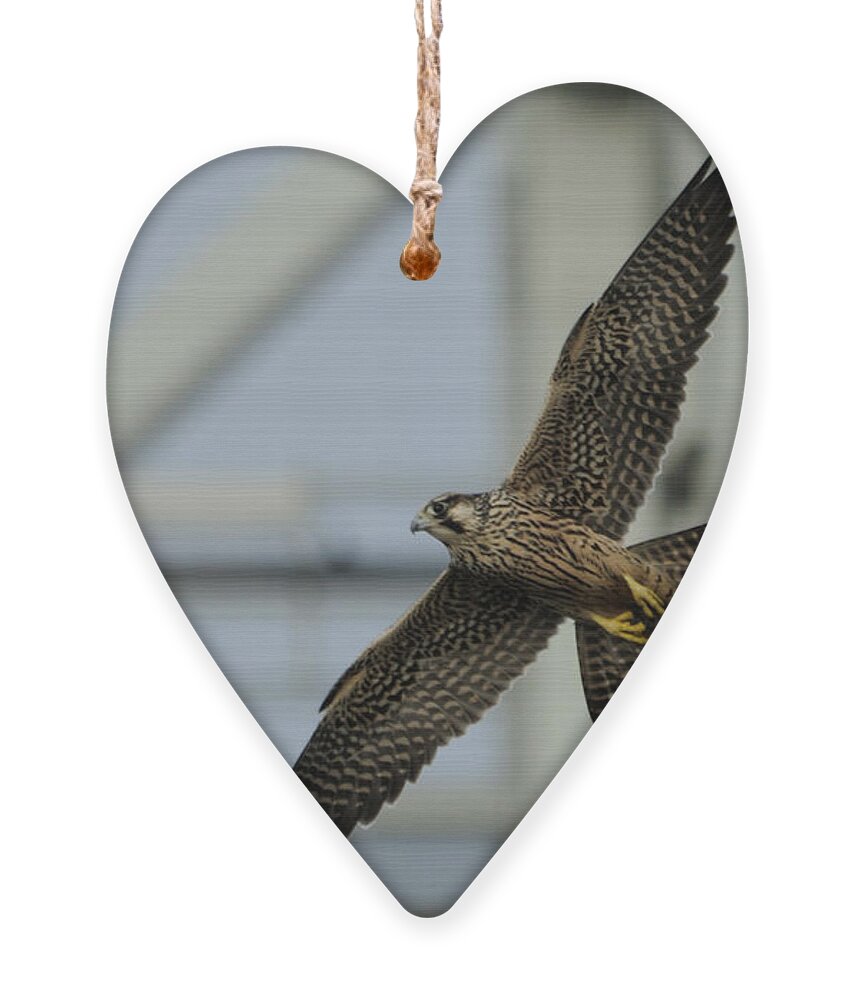 Peregrine Falcon Ornament featuring the photograph Falcon flying by Tower by Bradford Martin