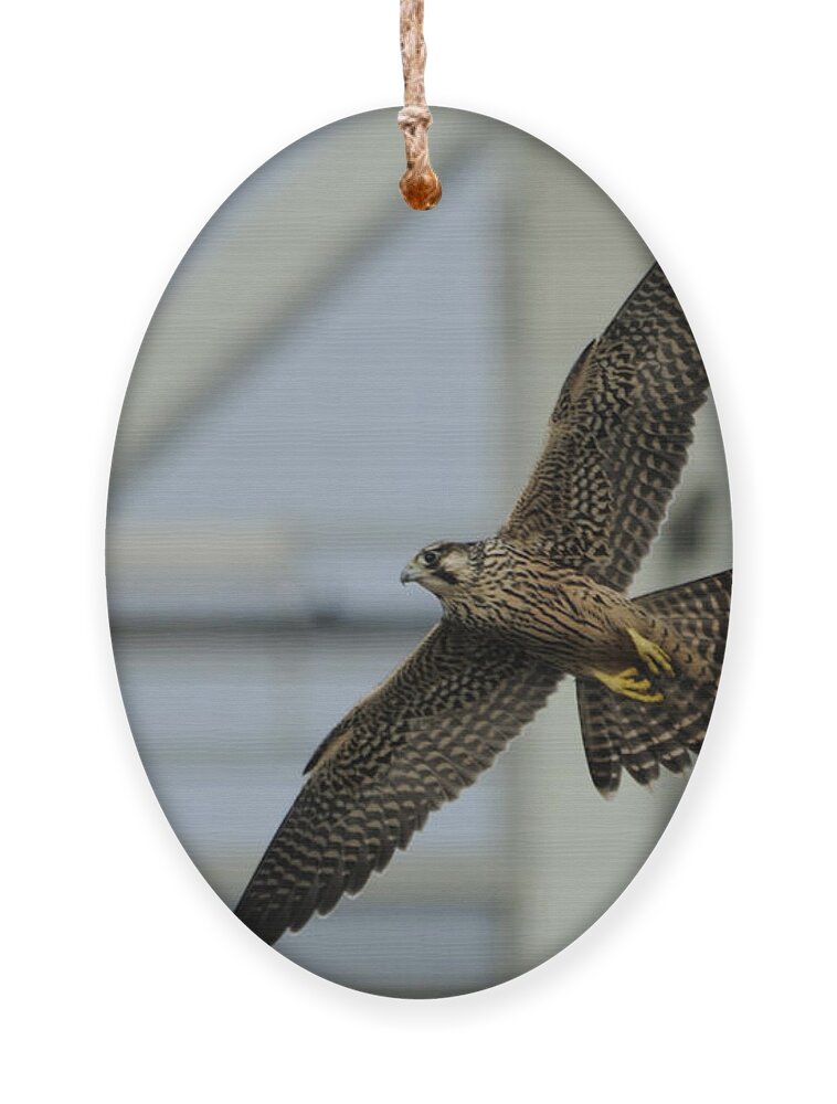 Peregrine Falcon Ornament featuring the photograph Falcon flying by Tower by Bradford Martin