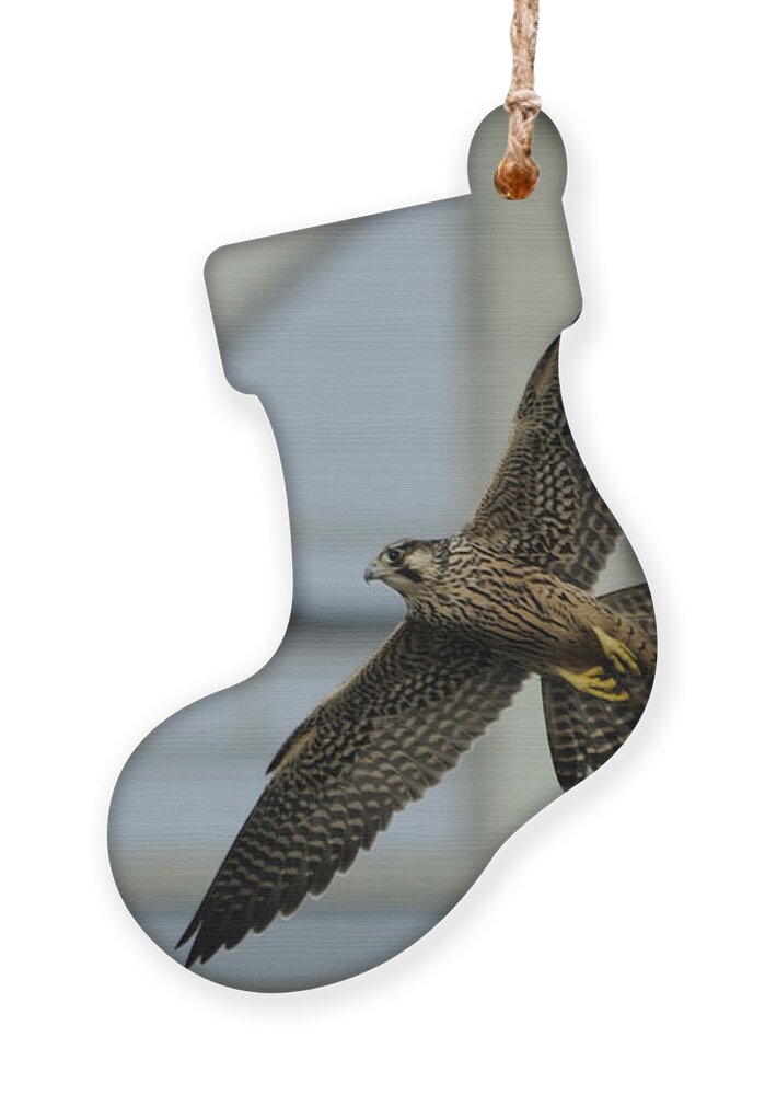 Peregrine Falcon Ornament featuring the photograph Falcon flying by Tower by Bradford Martin