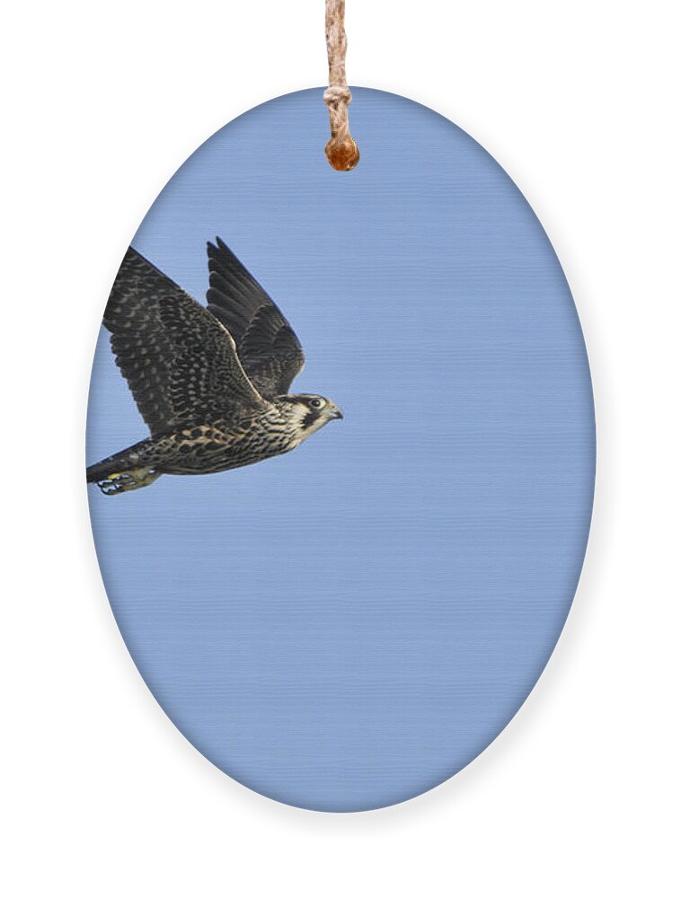 Falcon Ornament featuring the photograph Falcon in Flight by Bradford Martin