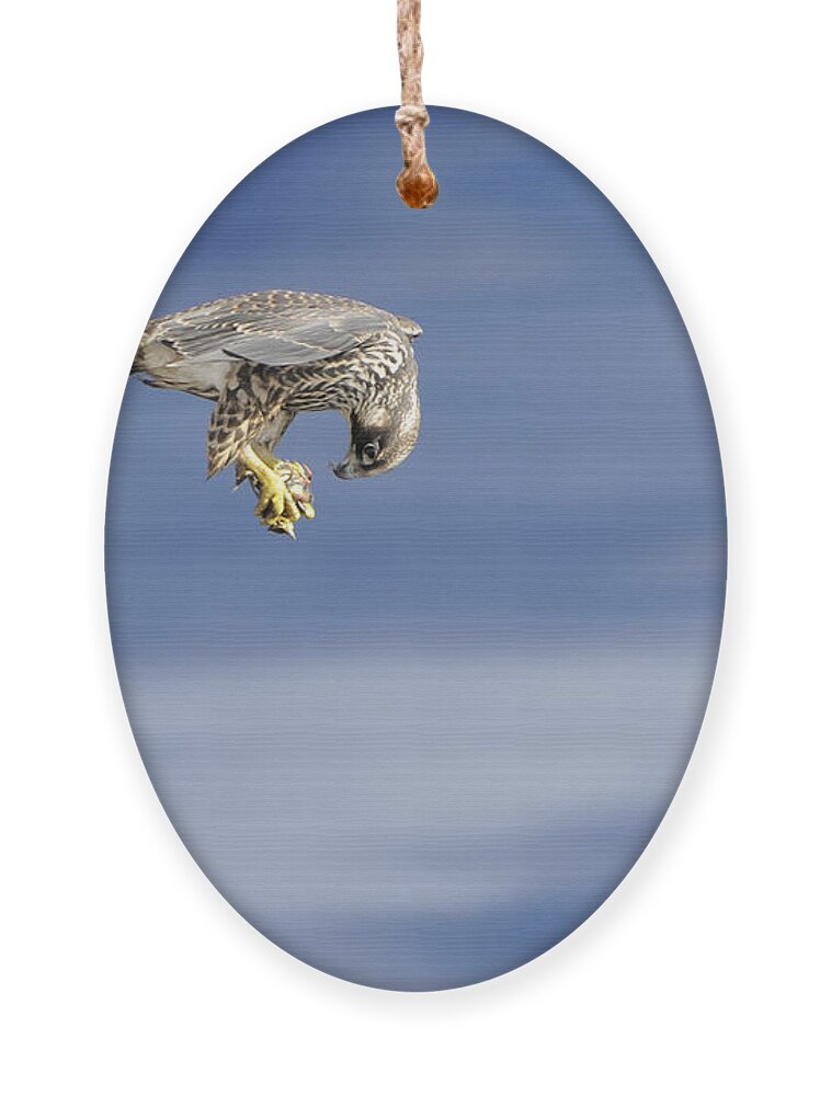 Falcon Ornament featuring the photograph Falcon with prey by Bradford Martin