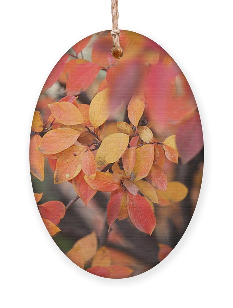 Fall Ornament featuring the photograph Fall by Ann E Robson