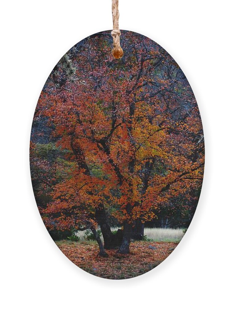 Michael Tidwell Photography Ornament featuring the photograph Fall Foliage at Lost Maples State Park by Michael Tidwell