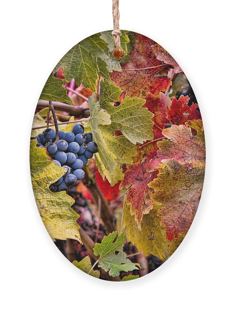 Grapes Ornament featuring the photograph Fall Grapes by Ana V Ramirez
