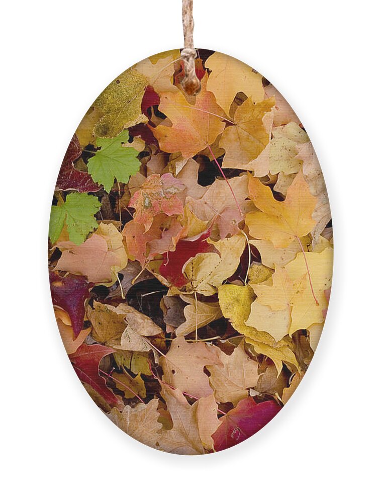 Arboretum Ornament featuring the photograph Fall maples leaves by Steven Ralser