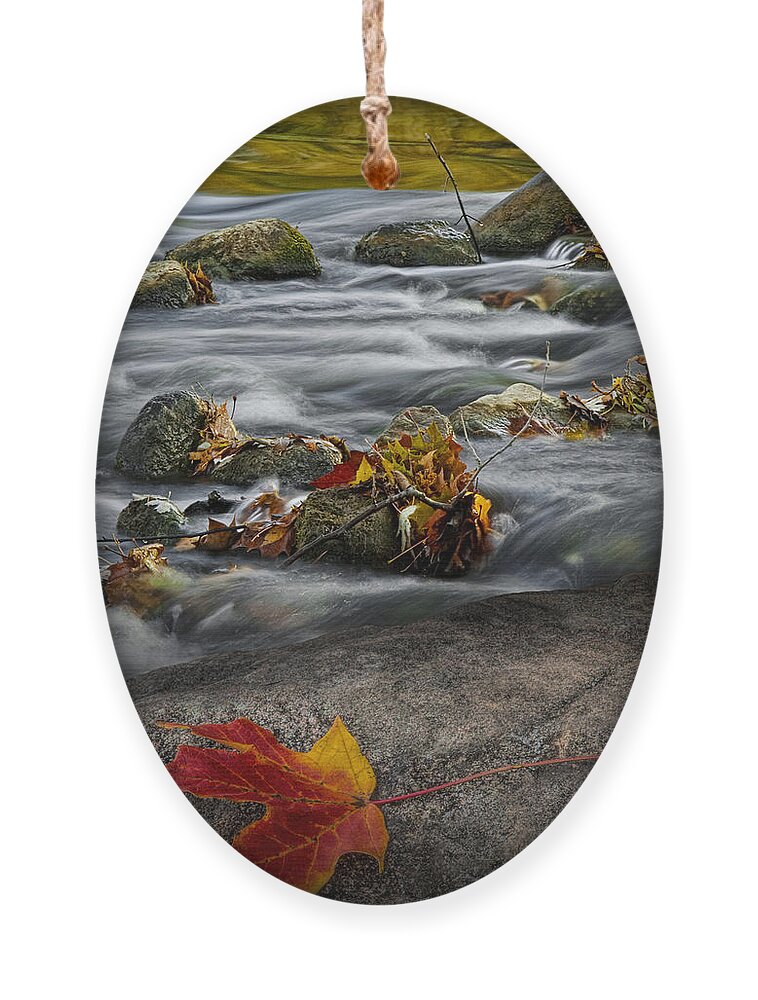 River Ornament featuring the photograph Fallen Autumn Leaf on a Rock by the Thornapple River by Randall Nyhof