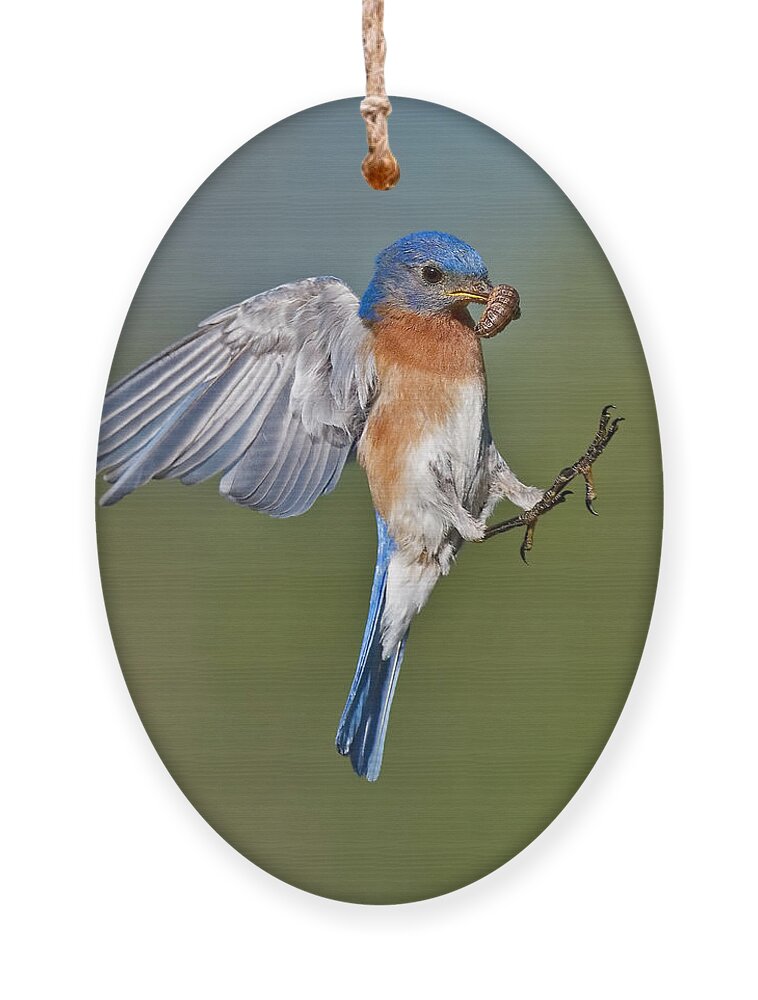 Eastern Bluebird Ornament featuring the photograph Feed me Daddy by Susan Candelario