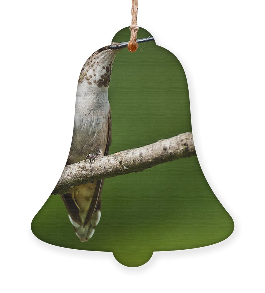 Adult Ornament featuring the photograph Female Rufous Hummingbird in a Tree by Jeff Goulden