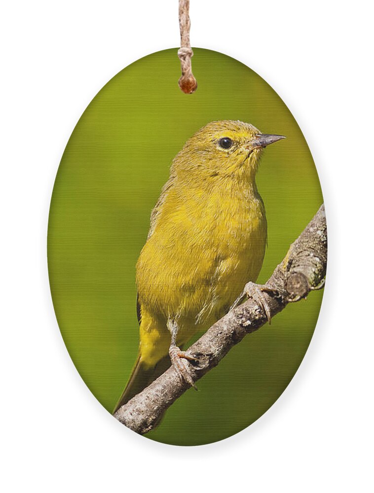 Animal Ornament featuring the photograph Female Yellow Warbler by Jeff Goulden