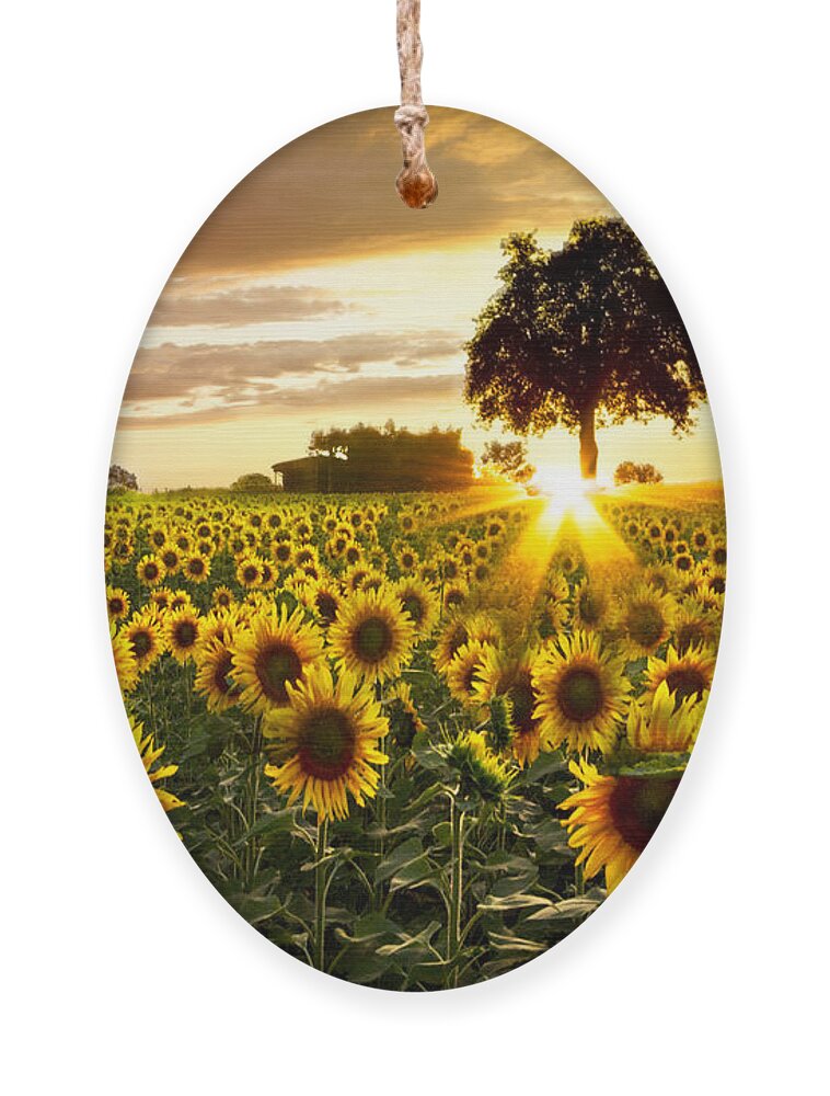 Appalachia Ornament featuring the photograph Fields of Gold by Debra and Dave Vanderlaan