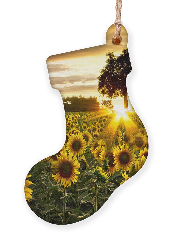 Appalachia Ornament featuring the photograph Fields of Gold by Debra and Dave Vanderlaan