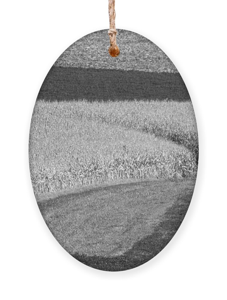 Fields Ornament featuring the photograph Corn Fields near Madison, WI by Steven Ralser