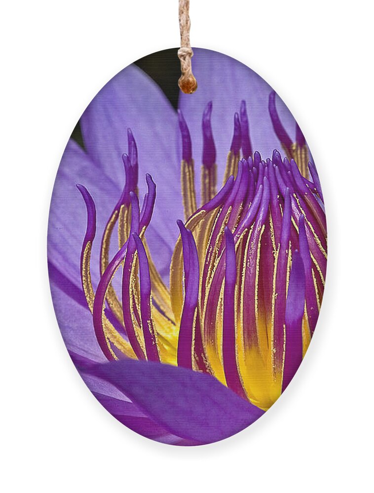 Waterlily Ornament featuring the photograph Flaming Heart by Susan Candelario