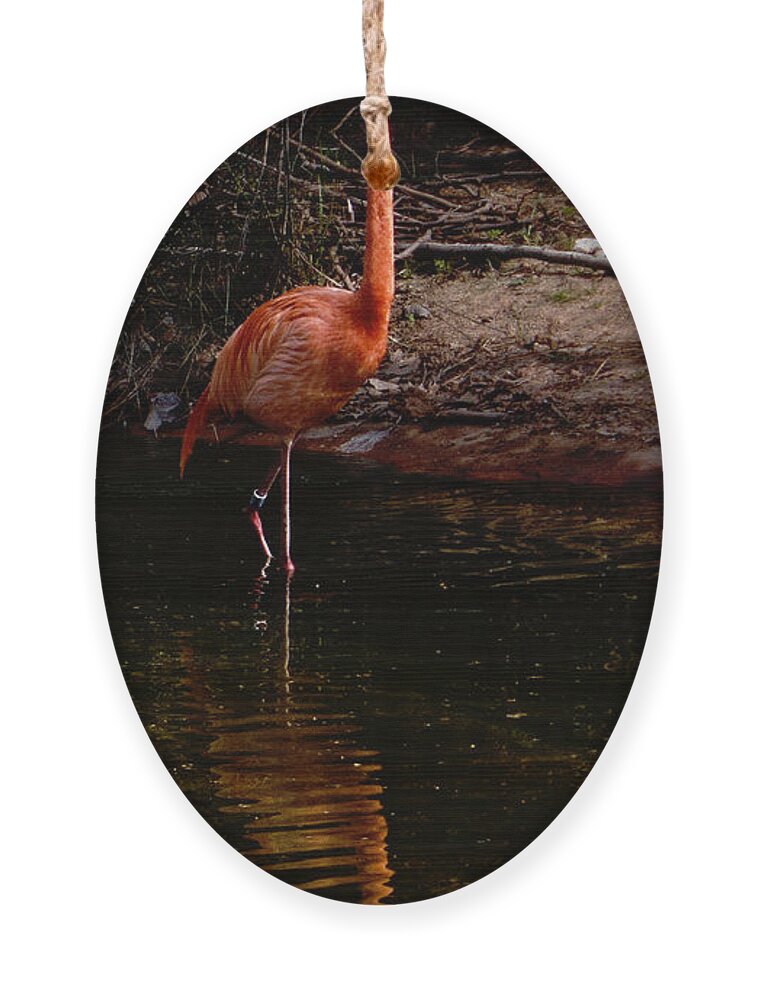 Flamingo Ornament featuring the photograph Flamingo at rest. by Weston Westmoreland