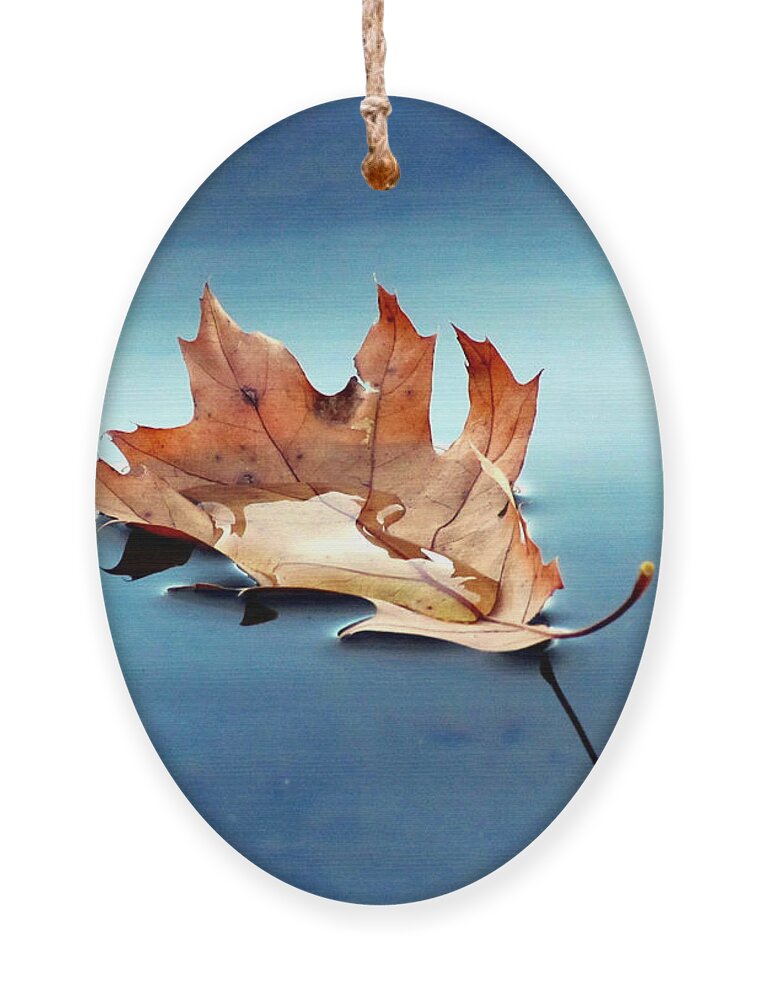 Leaf Ornament featuring the photograph Floating Oak Leaf by David T Wilkinson