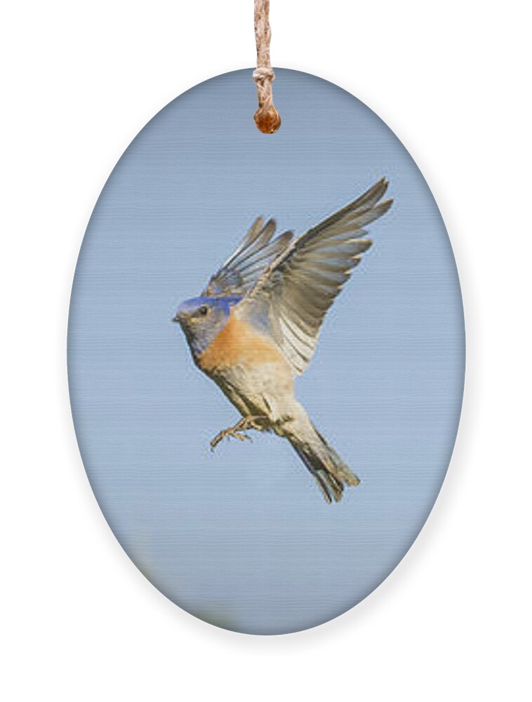 Birds Ornament featuring the photograph Flying by Jean Noren