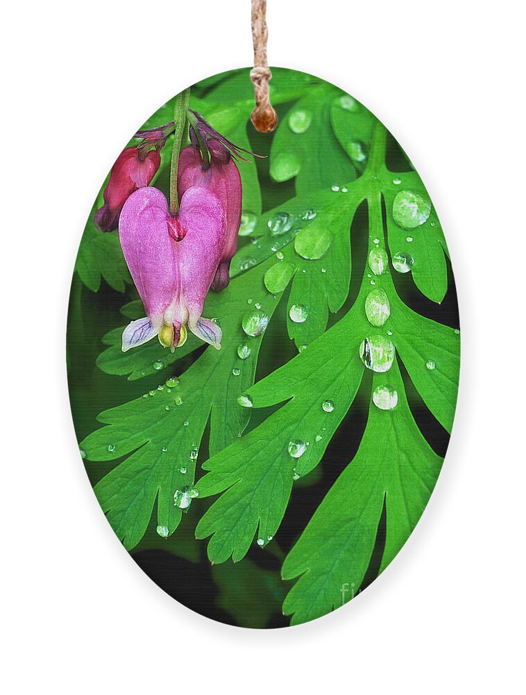 Formosa Bleeding Heart Ornament featuring the photograph Formosa Bleeding Heart on Ferns by Dave Welling