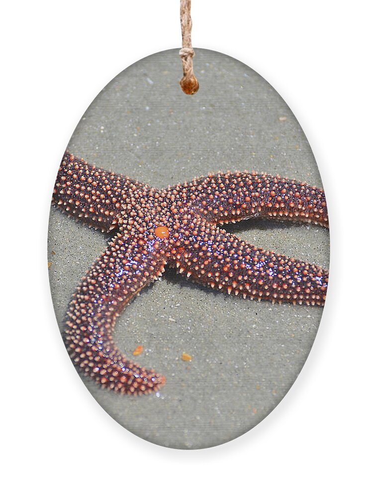Starfish Ornament featuring the photograph Four Legged Starfish by Kathy Baccari