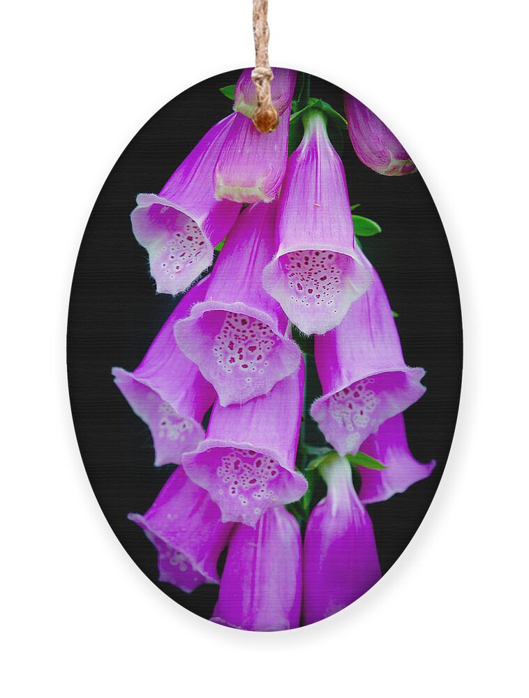 Fox Glove Flower Ornament featuring the photograph Fox Glove Flower by Crystal Wightman