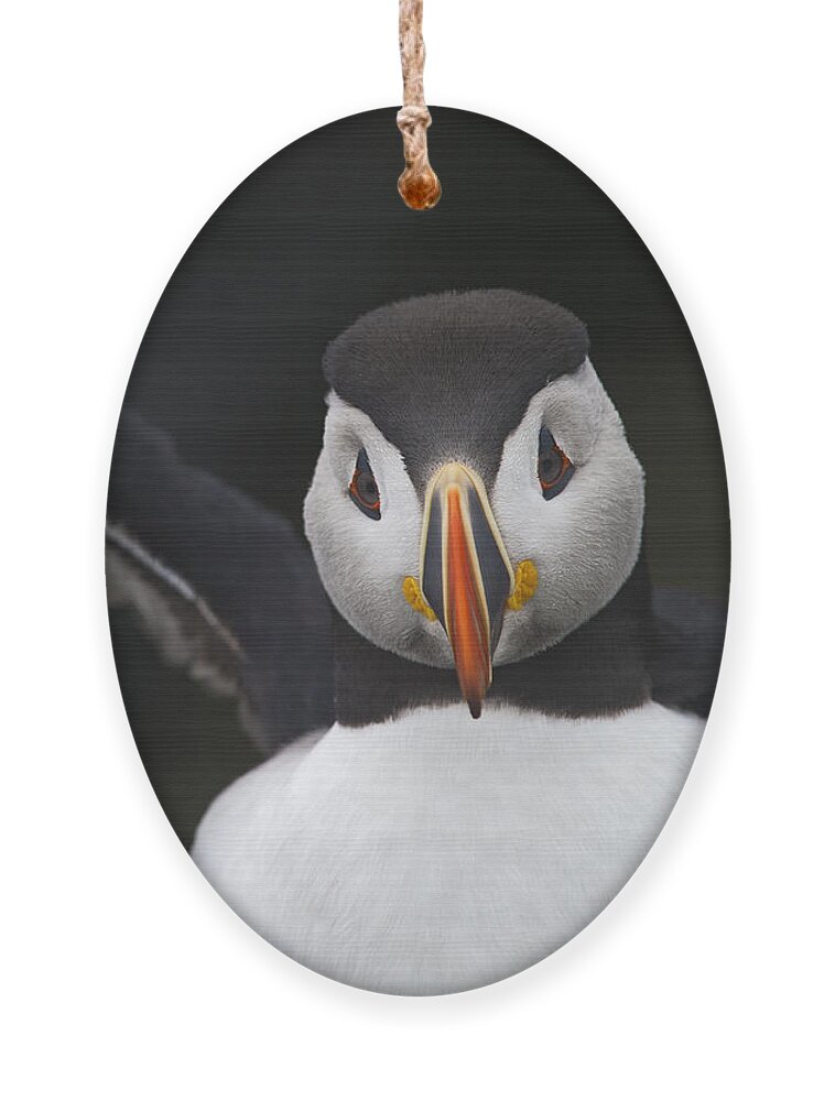 Festblues Ornament featuring the photograph FrankenPuffin... by Nina Stavlund