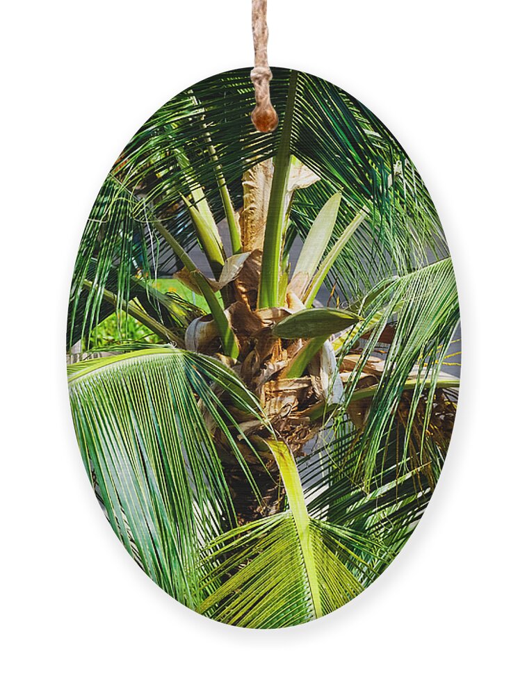 Botany Ornament featuring the photograph Fronds and Center by Christi Kraft