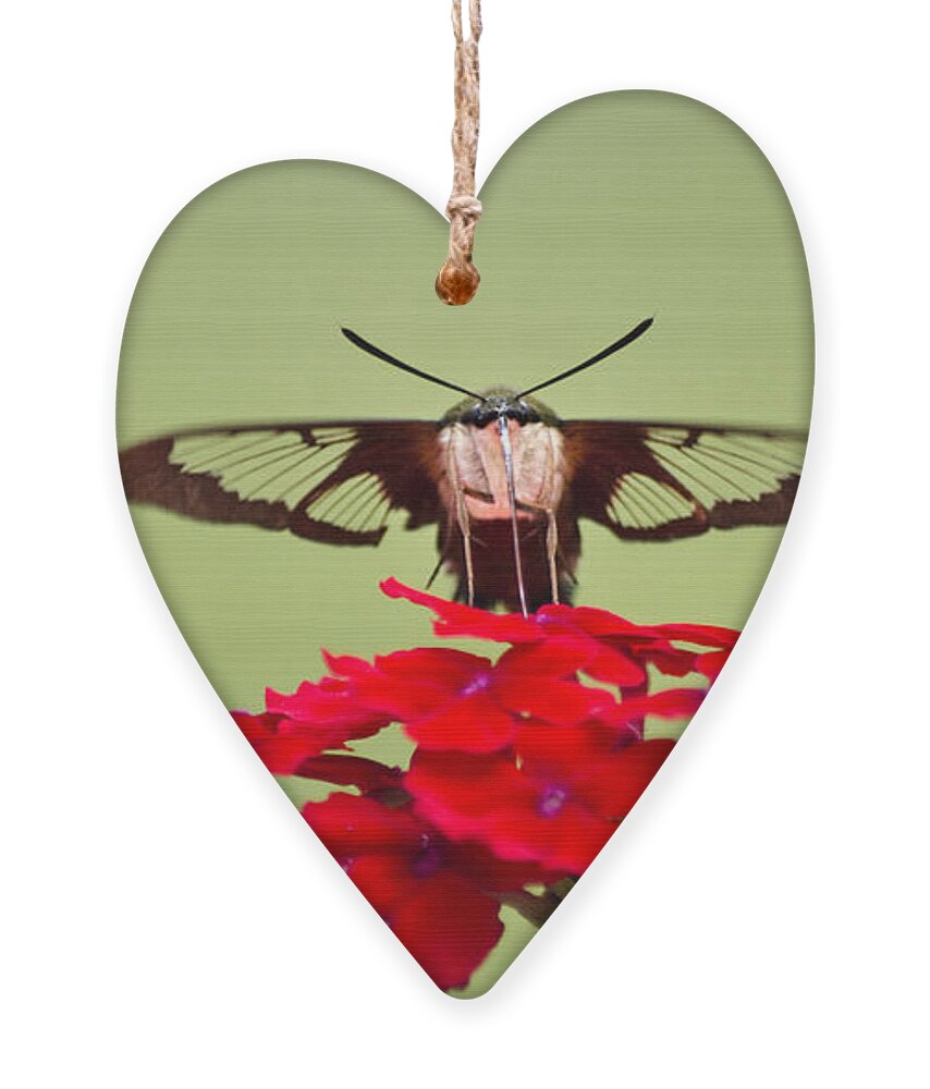 Hummingbird Clearwing Moth Ornament featuring the photograph Hummingbird Clearwing Moth Front And Center by Christina Rollo