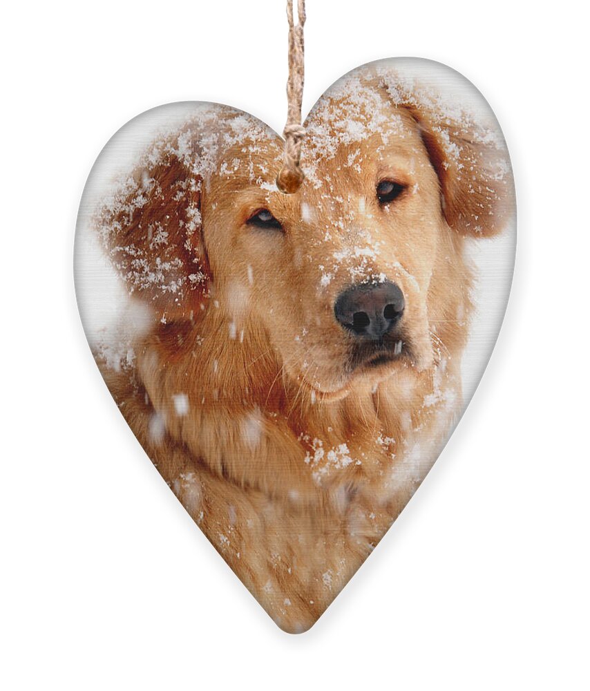 Golden Retriever Ornament featuring the photograph Frosty Mug by Christina Rollo