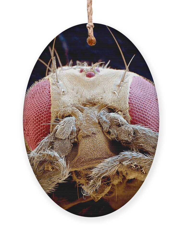 Fruit Fly Ornament featuring the photograph Fruit Fly Drosophila Melanogaster by Eye of Science