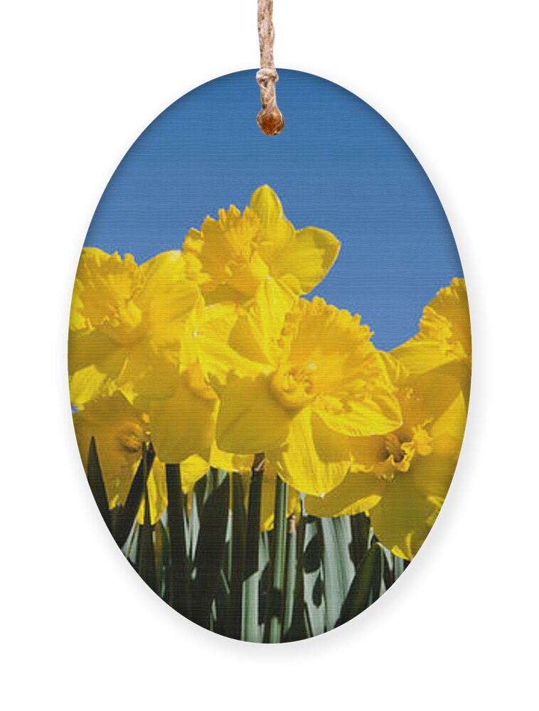 Yellow Day Lilies Ornament featuring the photograph Full of Light by Crystal Wightman