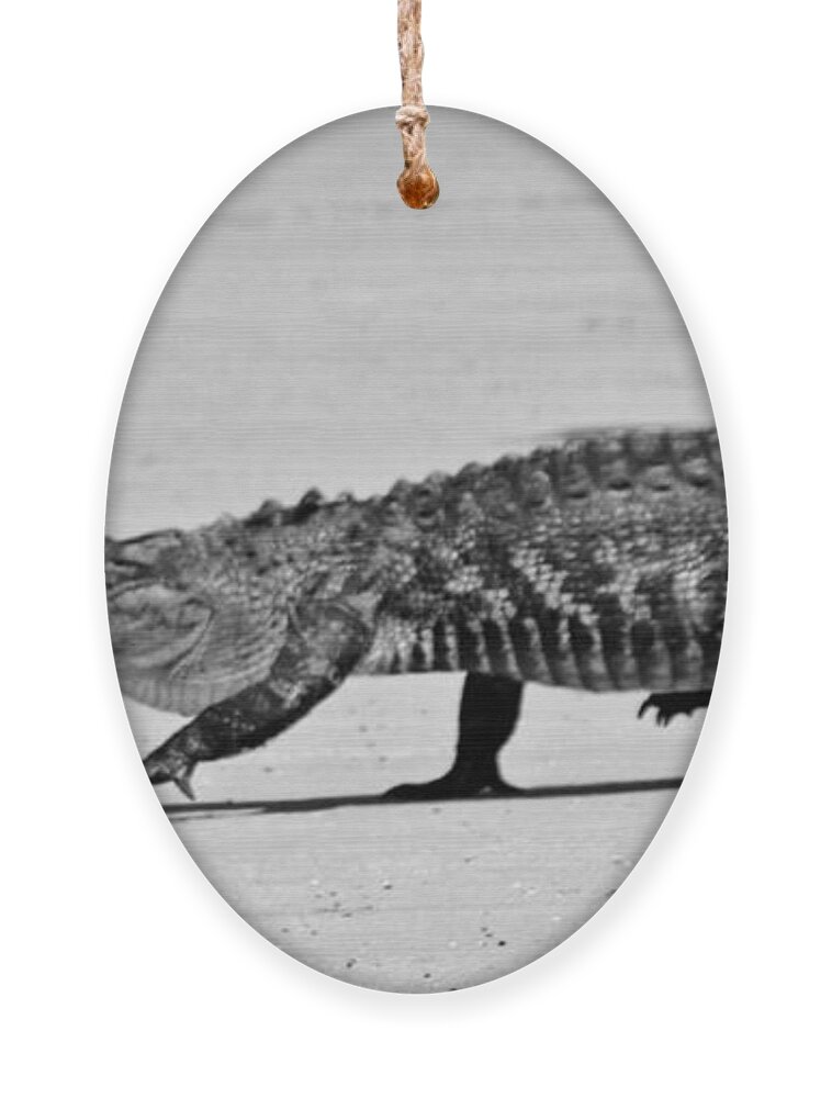 Alligator Ornament featuring the photograph Gator Walking by Cynthia Guinn