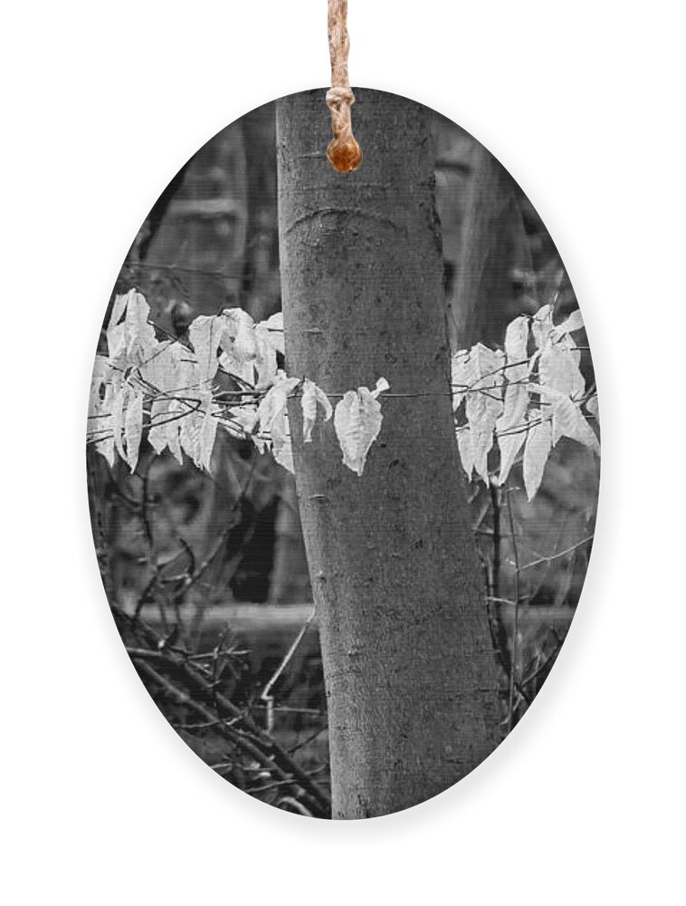 Arboretum Ornament featuring the photograph ghost leaves 1, UW Arboretum by Steven Ralser