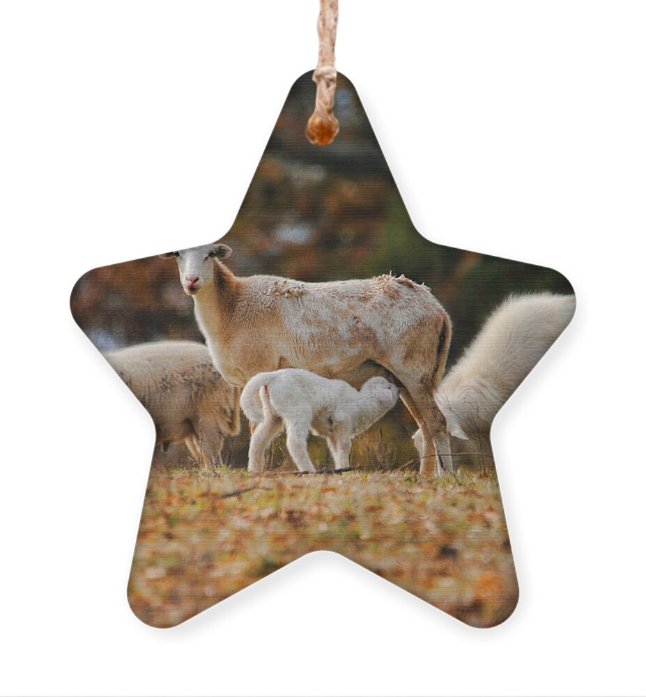 Artiodactyla Ornament featuring the photograph Giving Nourishment - Ewe and Lamb in Autumn by Jai Johnson