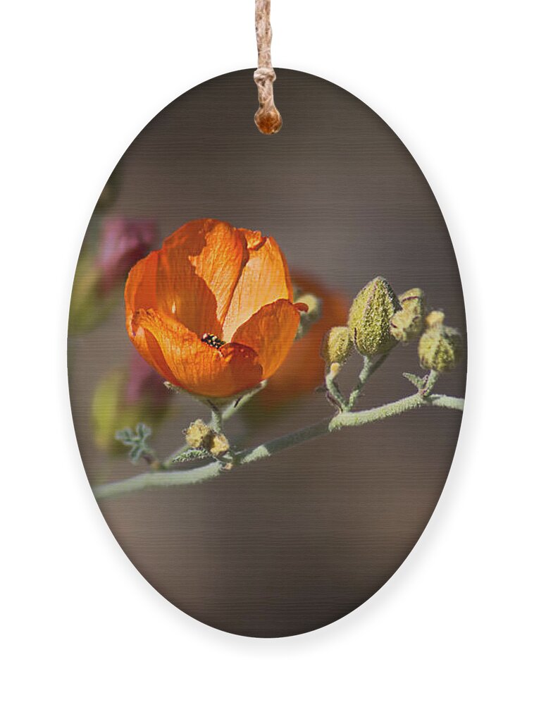 Wildflowers Ornament featuring the photograph Globemallow by Nikolyn McDonald