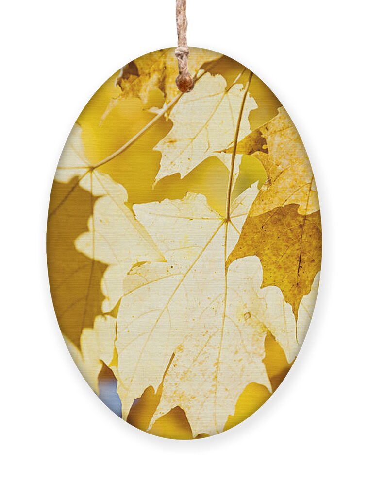 Maple Ornament featuring the photograph Yellow maple leaves glow by Elena Elisseeva