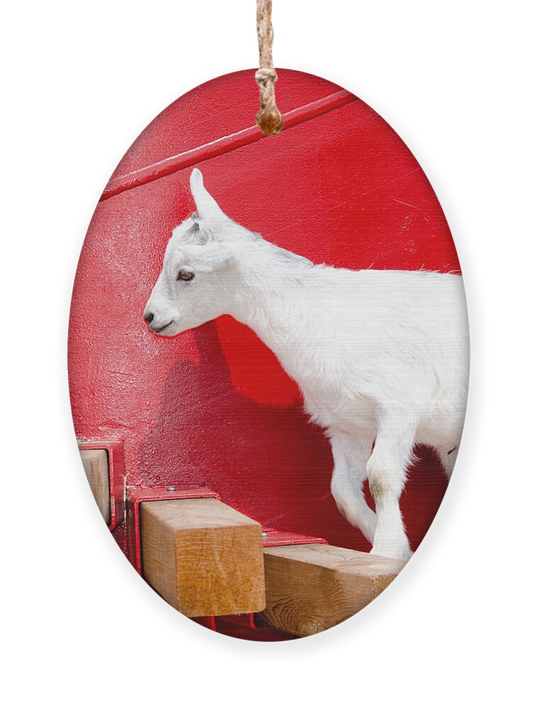 Goat Ornament featuring the photograph Kid's Play by Laurel Best