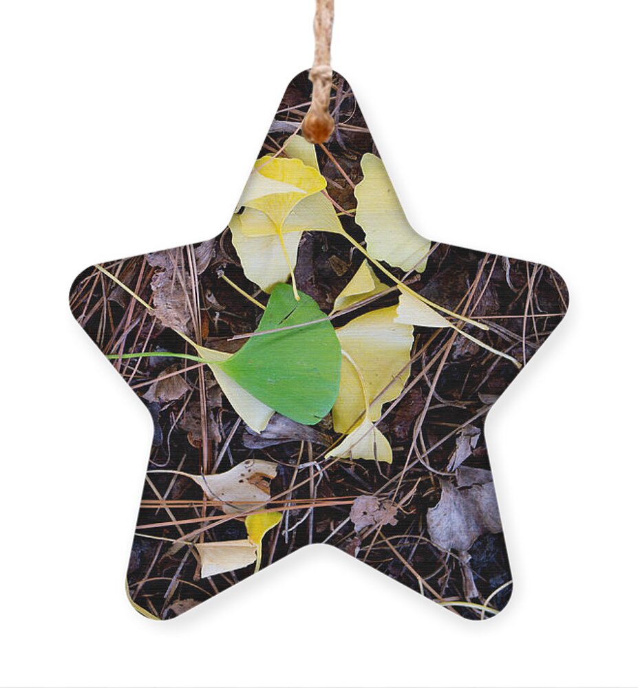 Gingko Ornament featuring the photograph Gold and Green Gingko Leaves by Laura Iverson