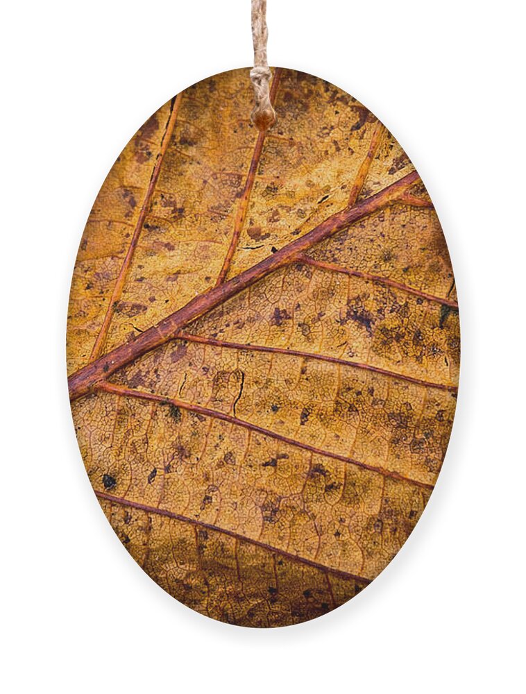 Leaf Ornament featuring the photograph Gold Leaf by Nigel R Bell