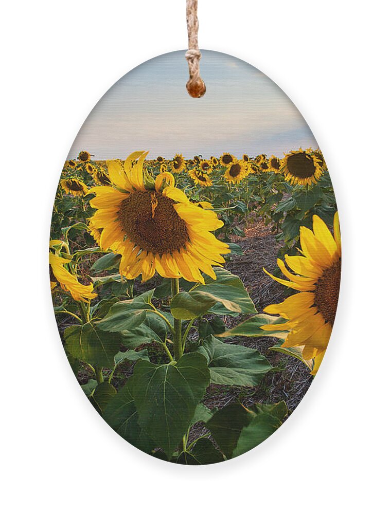Flowers Ornament featuring the photograph Gold Medals by Jim Garrison