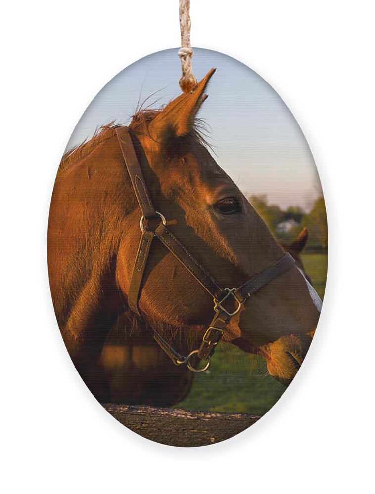 Animal Ornament featuring the photograph Golden Light by Jack R Perry