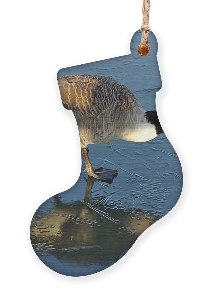 St James Lake Ornament featuring the photograph Goose on Ice by Jeremy Hayden