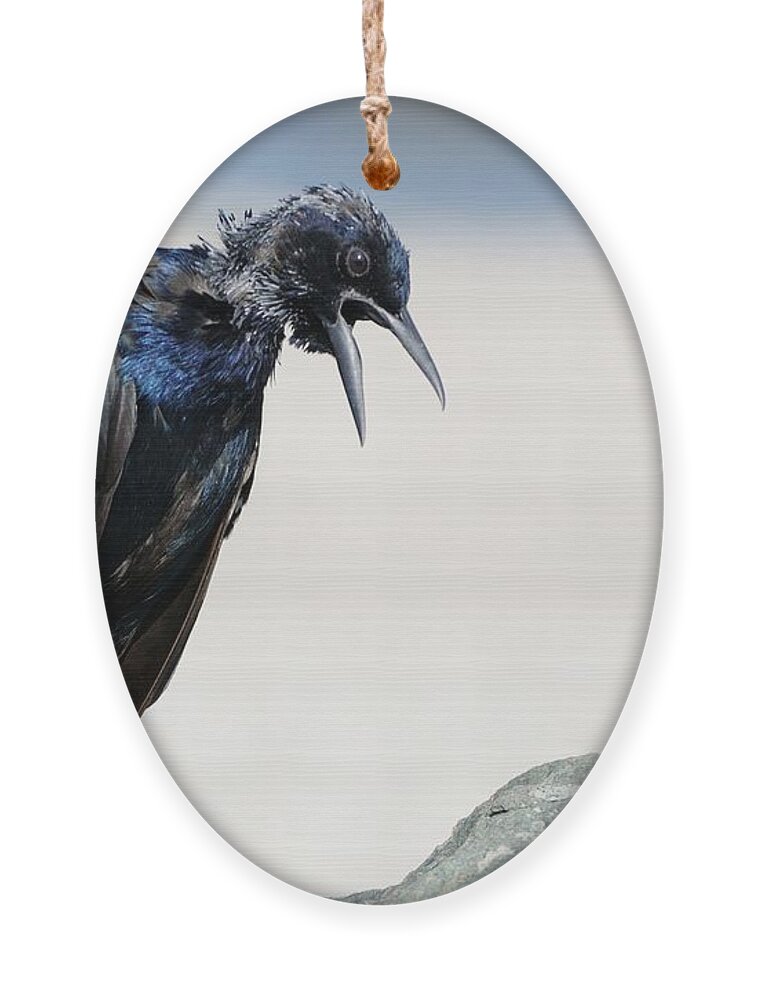 Grackle Ornament featuring the photograph Grackle squawking by Bradford Martin