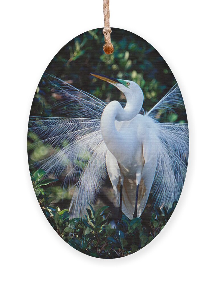 Great Egret Ornament featuring the photograph Great Egret displaying plumes by Bradford Martin