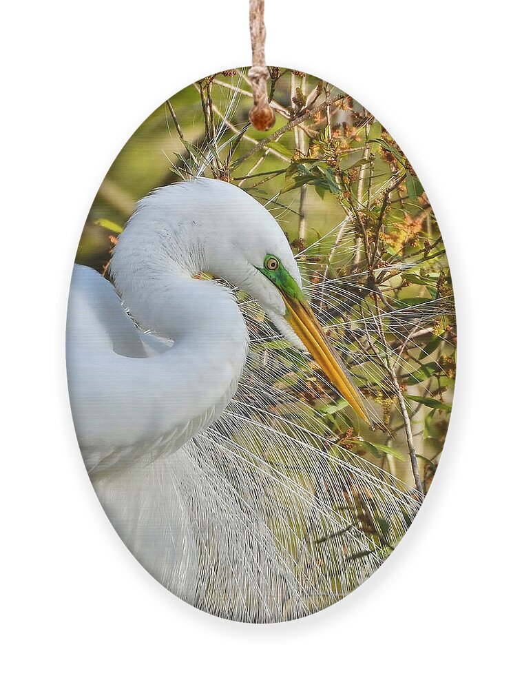 Birds Ornament featuring the photograph Great White Egret Portrait by Kathy Baccari