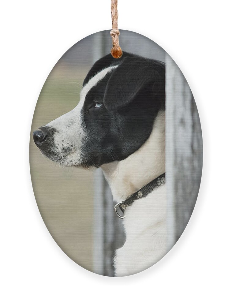 Pet Ornament featuring the photograph Guard Dog by Holden The Moment